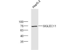 anti-Sialic Acid Binding Ig-Like Lectin 11 (SIGLEC11) (AA 251-350) antibody