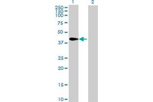 Image no. 1 for anti-Tuftelin 1 (TUFT1) (AA 1-390) antibody (ABIN521156)