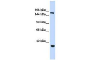 Image no. 1 for anti-Eukaryotic Translation Initiation Factor 4 gamma 3 (EIF4G3) (AA 1152-1201) antibody (ABIN6740674)
