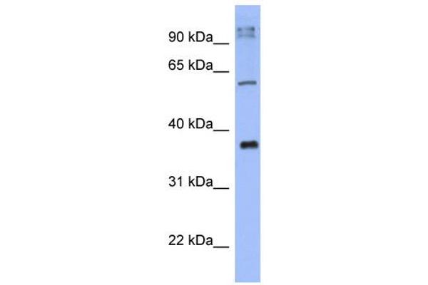 KCTD4 Antikörper  (N-Term)
