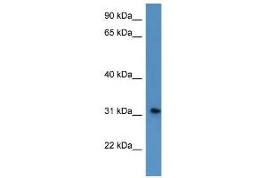 Image no. 1 for anti-Rhophilin Associated Tail Protein 1-Like (ROPN1L) (N-Term) antibody (ABIN926536)