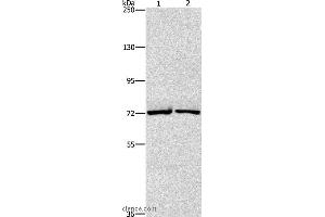 Image no. 2 for anti-Cholesterol Esterase (CEL) antibody (ABIN2432723)