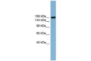 Image no. 1 for anti-Par-3 Partitioning Defective 3 Homolog (PARD3) (Middle Region) antibody (ABIN2775627)