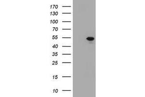 Image no. 1 for anti-T-Box 19 (TBX19) (AA 1-238) antibody (ABIN1490621)