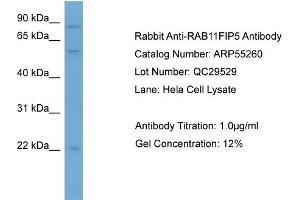 Image no. 2 for anti-RAB11 Family Interacting Protein 5 (Class I) (RAB11FIP5) (N-Term) antibody (ABIN2786113)