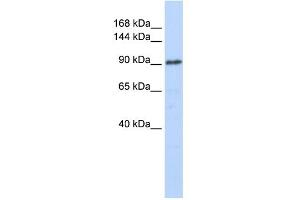 Image no. 1 for anti-General Transcription Factor IIIC, Polypeptide 3, 102kDa (GTF3C3) (N-Term) antibody (ABIN2780852)