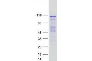 Image no. 1 for Cleavage and Polyadenylation Specific Factor 2, 100kDa (CPSF2) protein (Myc-DYKDDDDK Tag) (ABIN2712533)