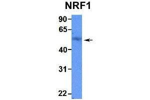 Image no. 5 for anti-Nuclear Respiratory Factor 1 (NRF1) (N-Term) antibody (ABIN2780635)