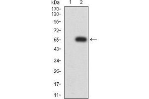Image no. 4 for anti-HLA Class II DR alpha (HLA-DRA) (AA 26-254) antibody (ABIN5920848)