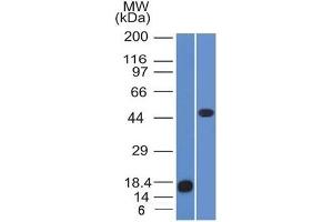 Image no. 1 for anti-Perilipin 2 (PLIN2) (AA 249-376) antibody (ABIN6939155)