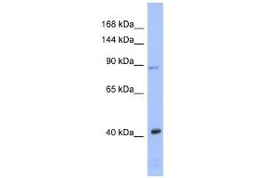anti-Eukaryotic Translation Initiation Factor 2C3 (EIF2C3) (N-Term) antibody