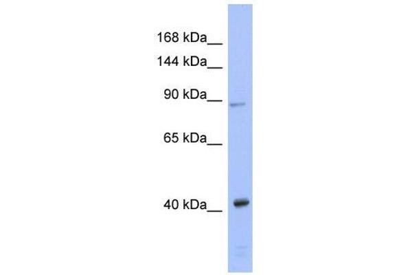anti-Eukaryotic Translation Initiation Factor 2C3 (EIF2C3) (N-Term) antibody