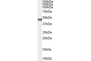 Image no. 1 for anti-Aldehyde Dehydrogenase 16 Family, Member A1 (ALDH16A1) (N-Term) antibody (ABIN2790717)