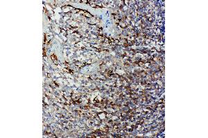 Image no. 1 for anti-Caspase 9, Apoptosis-Related Cysteine Peptidase (CASP9) (AA 183-198), (Middle Region) antibody (ABIN3044458)