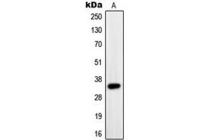 Image no. 2 for anti-Paired Box 9 (PAX9) (Center) antibody (ABIN2706773)
