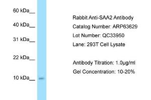 anti-Serum Amyloid A2 (SAA2) (C-Term) antibody