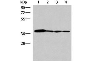 Western blot analysis of 293T PC3 A549 and HepG2 cell lysates using ELAC1 Polyclonal Antibody at dilution of 1:800