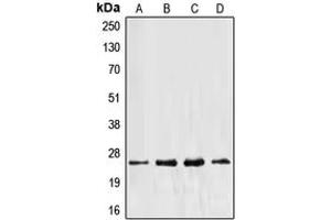 Image no. 1 for anti-Eukaryotic Translation Elongation Factor 1 beta 2 (EEF1B2) (Center) antibody (ABIN2706070)