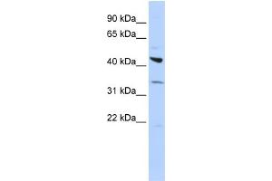 Image no. 3 for anti-Adrenergic, beta-2-, Receptor, Surface (ADRB2) (Middle Region) antibody (ABIN2792089)