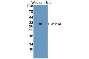 Image no. 1 for anti-Topoisomerase (DNA) I, Mitochondrial (TOP1MT) (AA 11-238) antibody (ABIN5014420)