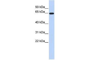 Image no. 4 for anti-Solute Carrier Family 1 (Glial High Affinity Glutamate Transporter), Member 2 (SLC1A2) (N-Term) antibody (ABIN2778148)