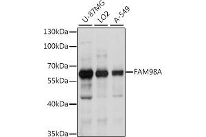 FAM98A antibody  (AA 1-220)