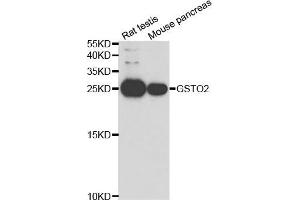 Image no. 1 for anti-Glutathione S-Transferase omega 2 (GSTO2) antibody (ABIN2562967)