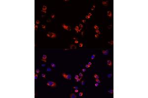 Image no. 9 for anti-Eukaryotic Translation Elongation Factor 1 gamma (EEF1G) antibody (ABIN3016525)