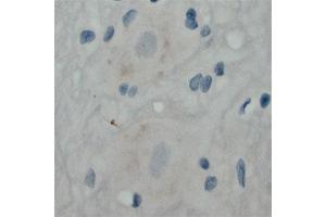 Image no. 2 for anti-Mal, T Cell Differentiation Protein 2 (MAL2) (C-Term) antibody (ABIN350437)