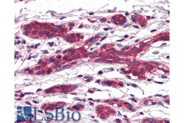 DAGLA antibody  (C-Term)