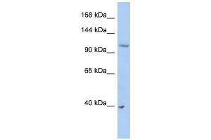 Image no. 1 for anti-E3 ubiquitin-protein ligase NEDD4-like (NEDD4L) (Middle Region) antibody (ABIN631206)