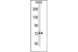 Western blot analysis of DNAI1 Antibody (N-term) in K562 cell line lysates (35ug/lane).
