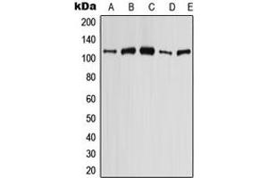 Image no. 1 for anti-Solute Carrier Family 4, Sodium Bicarbonate Cotransporter, Member 9 (SLC4A9) (C-Term) antibody (ABIN2704454)