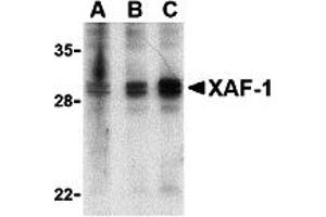 Western Blotting (WB) image for anti-XiAP Associated Factor 1 (XAF1) (Middle Region) antibody (ABIN1031167)