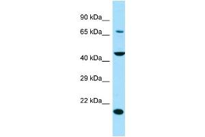 Image no. 1 for anti-Solute Carrier Family 13 Member 4 (SLC13A4) (Middle Region) antibody (ABIN2790444)