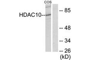 Image no. 1 for anti-Histone Deacetylase 10 (HDAC10) (AA 10-59) antibody (ABIN1533303)