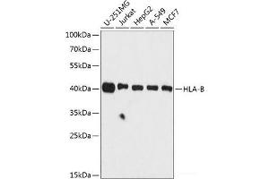 Western blot analysis of extracts of various cell lines using HLA-B Polyclonal Antibody at dilution of 1:3000.