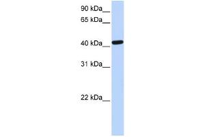 Image no. 3 for anti-TAR DNA Binding Protein (TARDBP) (N-Term) antibody (ABIN2776487)