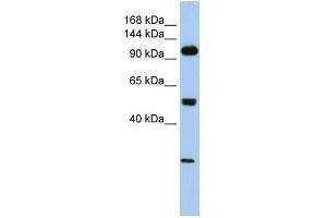 Image no. 1 for anti-Klotho (KL) (Middle Region) antibody (ABIN2776875)