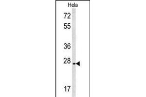 CREM antibody  (C-Term)
