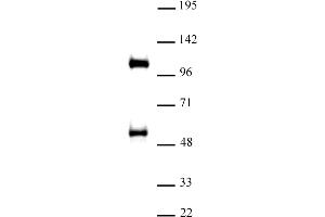 Image no. 1 for anti-WW Domain Containing Transcription Regulator 1 (WWTR1) (C-Term) antibody (ABIN6972842)