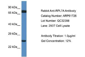 Image no. 1 for anti-Ribosomal Protein L7a (RPL7A) (C-Term) antibody (ABIN2788883)