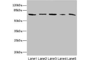 RanBP3 antibody  (AA 1-250)