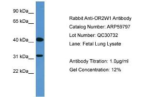 OR2W1 antibody  (C-Term)