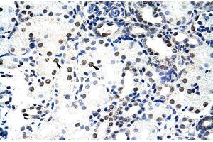 Image no. 5 for anti-Nucleolin (NCL) (C-Term) antibody (ABIN2778936)