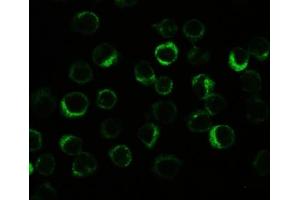 Image no. 4 for anti-NLR Family, Pyrin Domain Containing 3 (NLRP3) (N-Term) antibody (ABIN3032021)