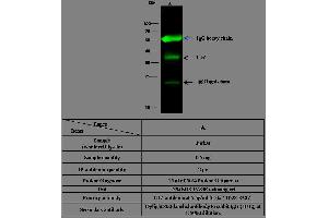 Image no. 1 for anti-CD7 (CD7) (AA 1-180) antibody (ABIN2649307)