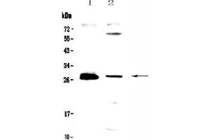 Image no. 1 for anti-Tumor Necrosis Factor (Ligand) Superfamily, Member 12 (TNFSF12) (AA 94-249) antibody (ABIN5693249)