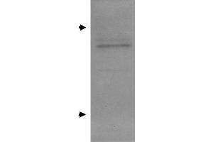 Image no. 1 for anti-Apolipoprotein E (APOE) antibody (ABIN5596681)
