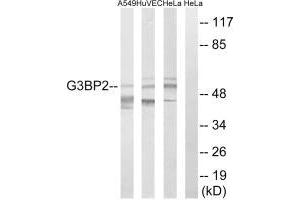 G3BP2 antibody  (C-Term)